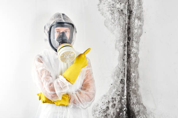 Best Basement Mold Removal  in Killeen, TX