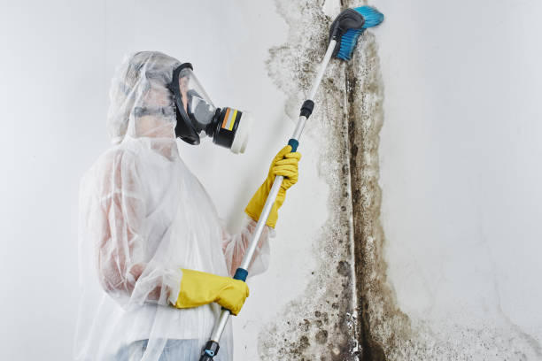 Best Emergency Mold Remediation  in Killeen, TX